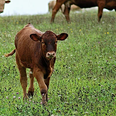 Vegamovies Proxy - 3月23日18.8M/S|免费Shadowrocket节点/Trojan节点/V2ray节点/Singbox节点/Clash节点/SSR节点节点推荐，V2rayC梯子购买推荐