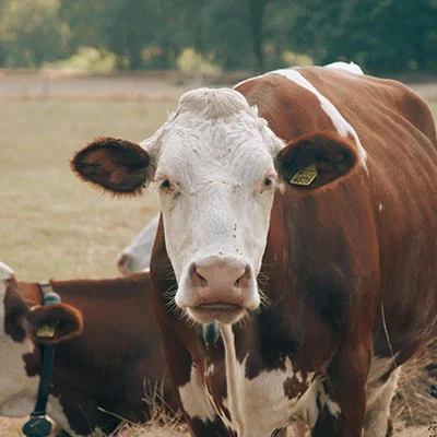 Vegamovies Proxy - 3月28日21.5M/S|免费Singbox节点/SSR节点/V2ray节点/Clash节点/Trojan节点/Shadowrocket节点节点推荐，V2rayC梯子购买推荐