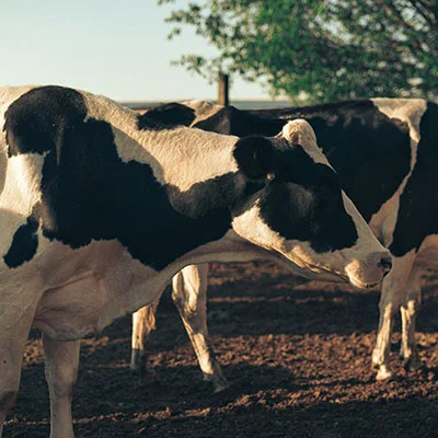 Vegamovies Proxy - 2月26日20.5M/S|免费SSR节点/V2ray节点/Trojan节点/Clash节点/Singbox节点/Shadowrocket节点节点推荐，V2rayC梯子购买推荐