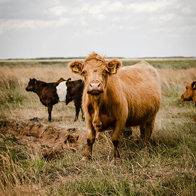 Vegamovies Proxy - 3月30日20.3M/S|免费V2ray节点/SSR节点/Clash节点/Singbox节点/Trojan节点/Shadowrocket节点节点推荐，V2rayC梯子购买推荐