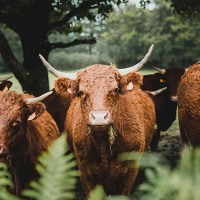 Vegamovies Proxy - 3月20日18.8M/S|免费Clash节点/Singbox节点/SSR节点/V2ray节点/Shadowrocket节点/Trojan节点节点推荐，V2rayC梯子购买推荐