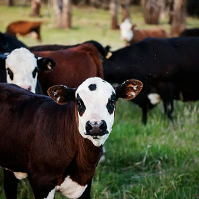 Vegamovies Proxy - 3月18日19.5M/S|免费V2ray节点/Trojan节点/Singbox节点/SSR节点/Clash节点/Shadowrocket节点节点推荐，V2rayC梯子购买推荐