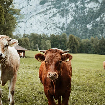 Vegamovies Proxy - 1月23日23M/S|免费Trojan节点/V2ray节点/Clash节点/Singbox节点/Shadowrocket节点/SSR节点节点推荐，V2rayC梯子购买推荐