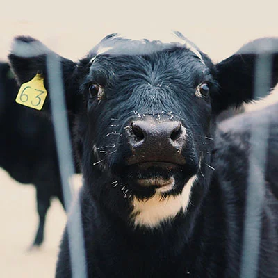 Vegamovies Proxy - 3月26日20.6M/S|免费Trojan节点/Singbox节点/Shadowrocket节点/V2ray节点/SSR节点/Clash节点节点推荐，V2rayC梯子购买推荐