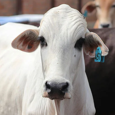 Vegamovies Proxy - 3月25日21.1M/S|免费Singbox节点/Trojan节点/Shadowrocket节点/V2ray节点/SSR节点/Clash节点节点推荐，V2rayC梯子购买推荐