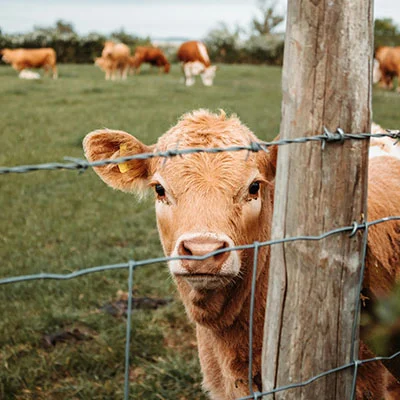 Vegamovies Proxy - 3月10日20M/S|免费V2ray节点/Singbox节点/Shadowrocket节点/Trojan节点/Clash节点/SSR节点节点推荐，V2rayC梯子购买推荐